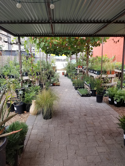 Artemisia Nursery