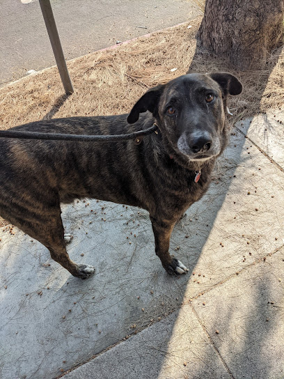 Wags & Walks Adoption Center