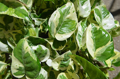A Plant Affair