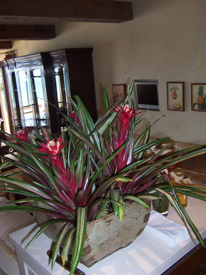 Plantopia - West Los Angeles & Beverly Hills - Interior Plant Service