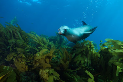 Ocean Safari Scuba, Los Ángeles