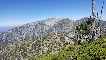 Bosque Nacional Los Angeles