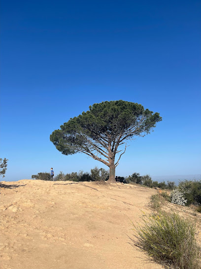 Wisdom Tree