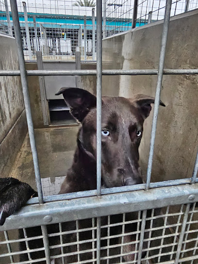 West Los Angeles Animal Shelter
