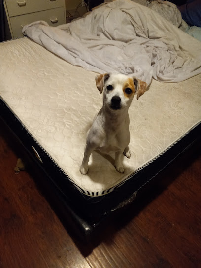 Tails Of The City Animal Rescue