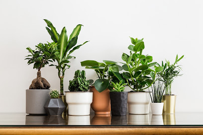 Plants Delivery