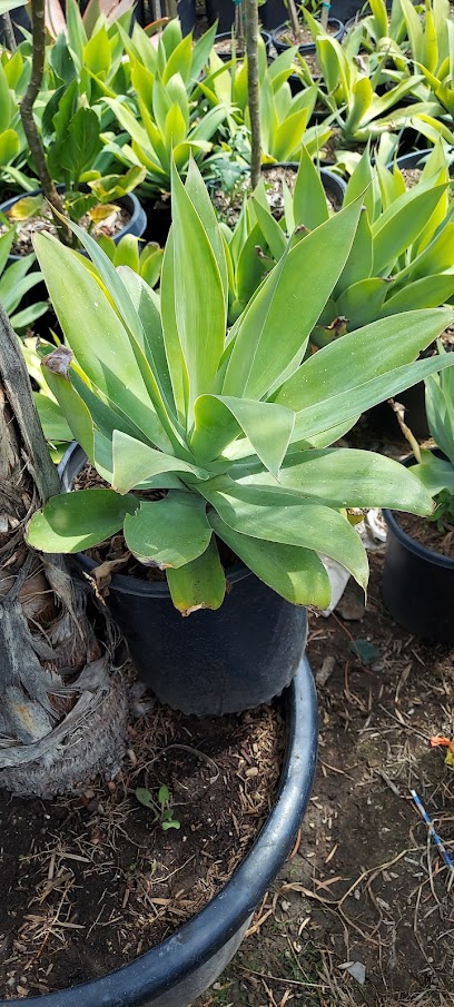 Eden nursery