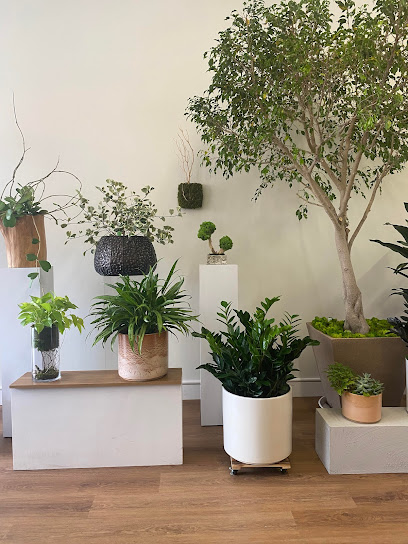 Kahee's Plants