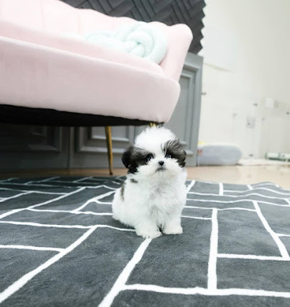 The Los Angeles puppies